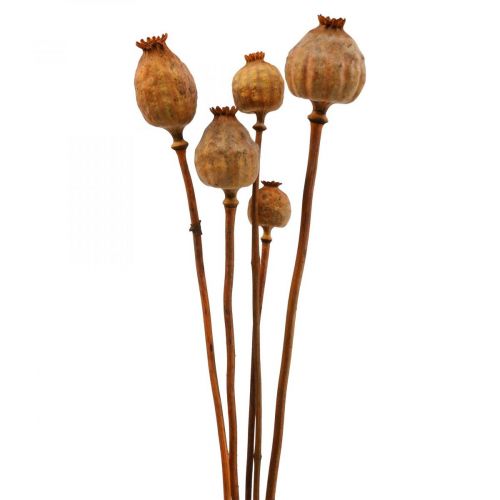 Floristik24 Cápsula de amapola grande Papaver amapola decorativa seca naranja 5 piezas