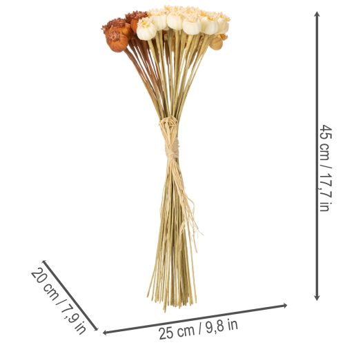 Cápsulas de semillas de amapola artificiales secas, manojo de tres colores, 40 cm, 45 unidades | Floristik24.es