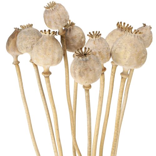 Floristik24 Cápsulas de amapola secas flores secas naturales 55cm 10 uds