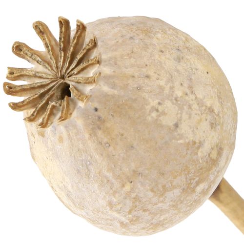 Floristik24 Cápsulas de amapola secas flores secas naturales 55cm 10 uds