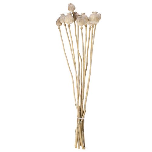 Floristik24 Cápsulas de amapola secas flores secas naturales 55cm 10 uds
