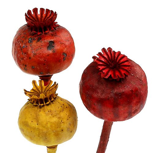 Floristik24 Cabezas de amapola 3 colores ordenadas 100 piezas