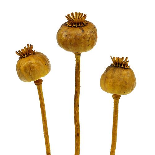 Floristik24 Cabezas de amapola color amarillo 100 uds.