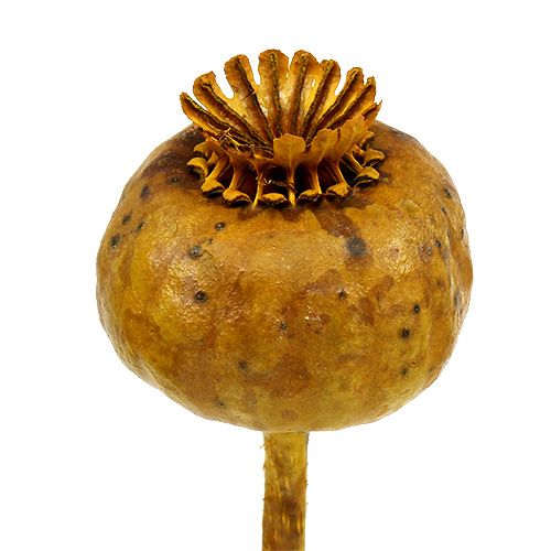 Floristik24 Cabezas de amapola color amarillo 100 uds.