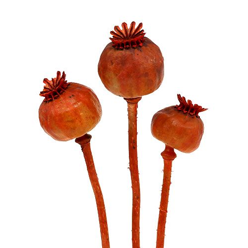 Floristik24 Cabezas de amapola color naranja 100 uds.