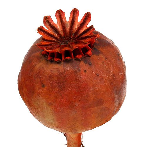 Floristik24 Cabezas de amapola color naranja 100 uds.