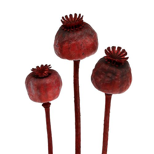 Floristik24 Cabezas de amapola color rojo 100 uds.