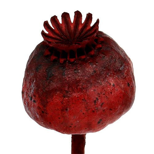 Floristik24 Cabezas de amapola color rojo 100 uds.