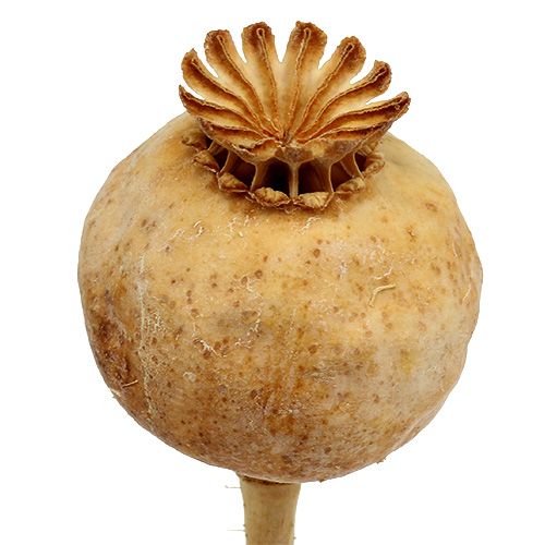 Floristik24 Cabezas de amapola naturaleza 100 piezas