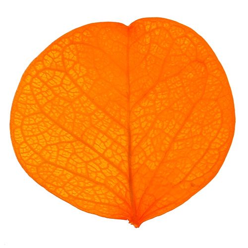 Floristik24 Hojas de Moneta Albaricoque 50g