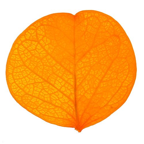 Floristik24 Hojas de Moneta amarillo dorado 50g