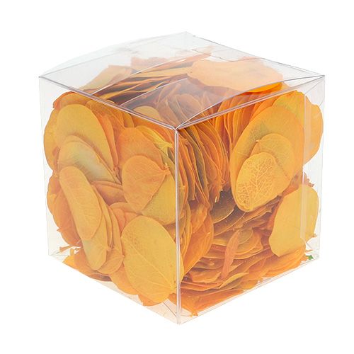 Floristik24 Hojas de Moneta amarillo dorado 50g