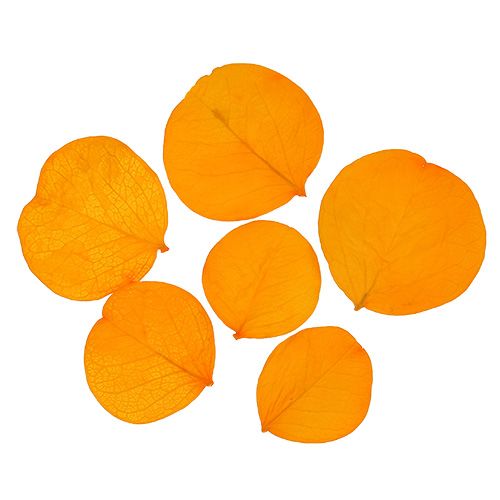 Floristik24 Hojas de Moneta amarillo dorado 50g