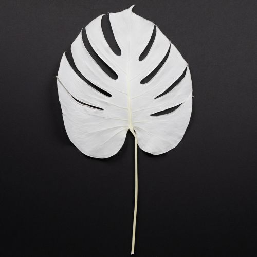 Artículo Hojas de Monstera blanqueadas, hoja decorativa para ventana, H40cm, 5 unidades