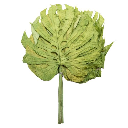 Artículo Hojas de Monstera secas para decoración de ventanas, 50 cm de alto, 5 unidades