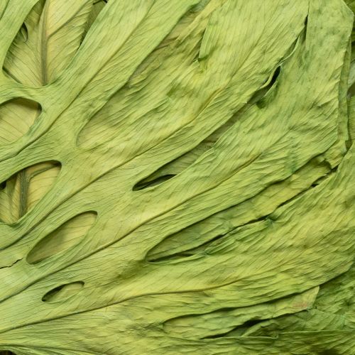 Artículo Hojas de Monstera secas para decoración de ventanas, 50 cm de alto, 5 unidades
