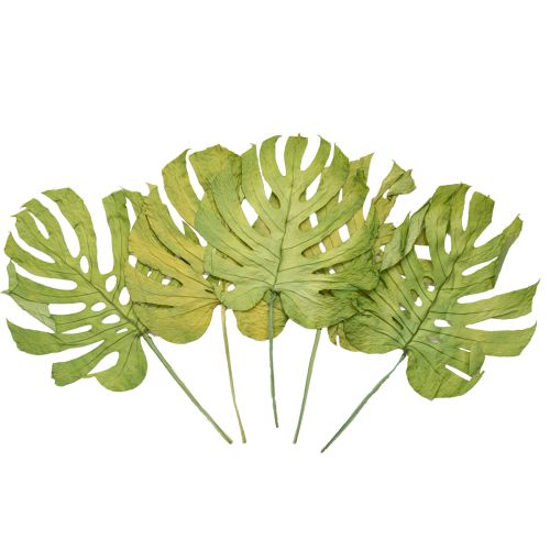 Artículo Hojas de Monstera secas para decoración de ventanas, 50 cm de alto, 5 unidades