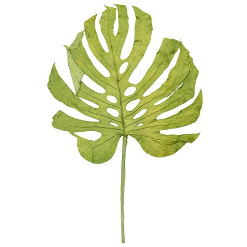 Artículo Hojas de Monstera secas para decoración de ventanas, 50 cm de alto, 5 unidades