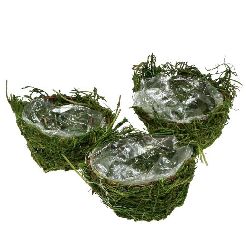 Floristik24 Moss-Bowl Verde Ø11cm H6,5cm - 7,5cm 5 piezas