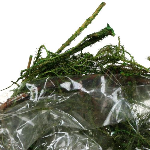 Floristik24 Moss-Bowl Verde Ø11cm H6,5cm - 7,5cm 5 piezas