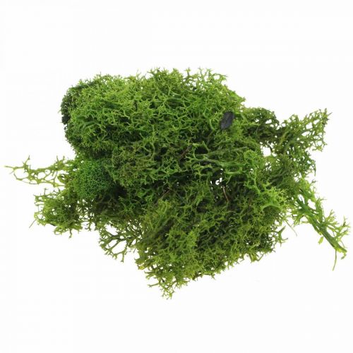 Musgo decorativo para manualidades Musgo natural verde  oscuro preservado 40g-01436