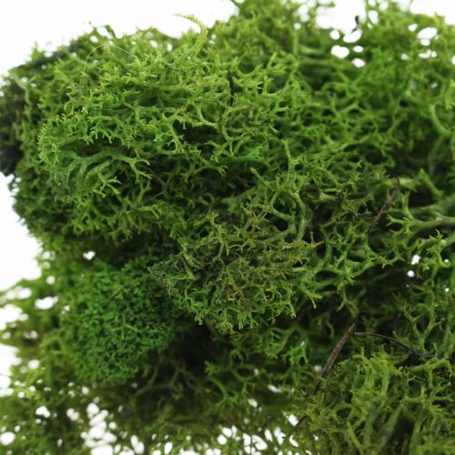 Artículo Musgo decorativo para manualidades Musgo natural verde oscuro preservado 40g