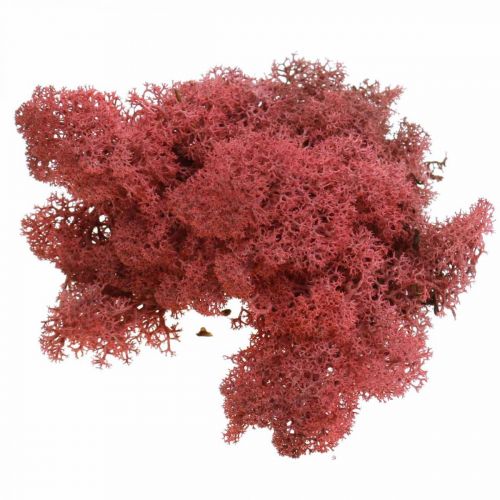 Artículo Musgo decorativo para manualidades Musgo natural de color rojo en bolsa de 40g