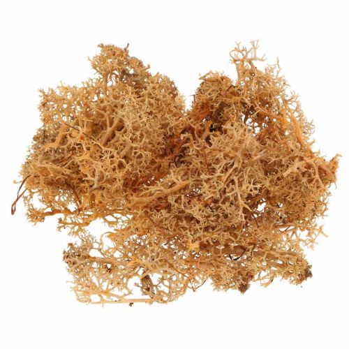 Artículo Musgo decorativo para manualidades Musgo natural de color naranja preservado 40g