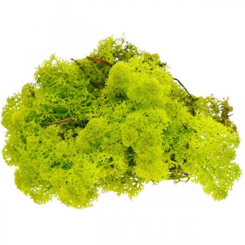 Artículo Deco musgo verde claro musgo de reno preservado 400g