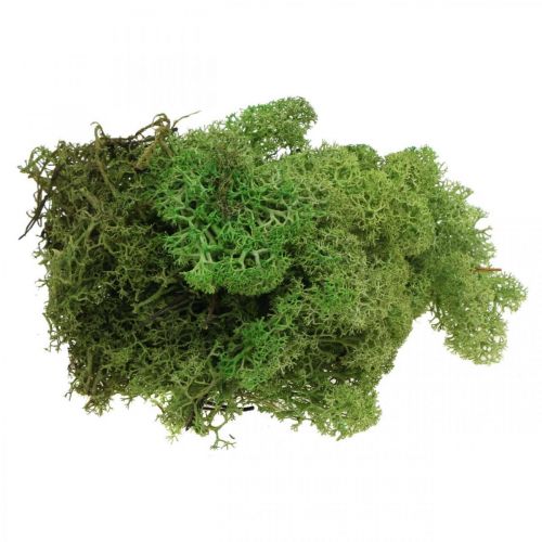 Floristik24 Musgo Islandia verde musgo 400g