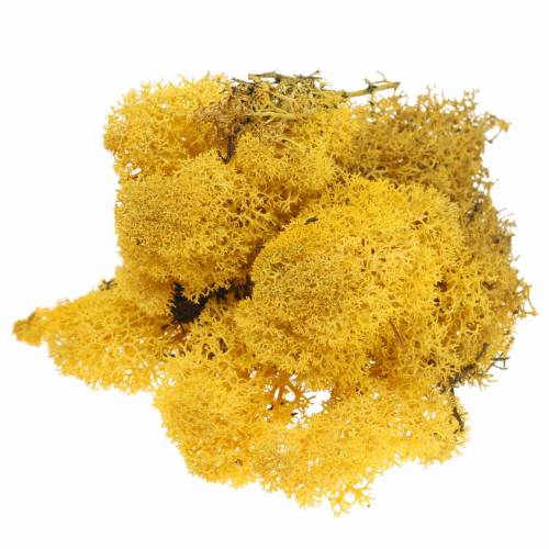 Floristik24 Musgo de Reno Amarillo 400g