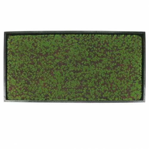Artículo Mural musgo en marco verde 60x30cm Decoración de pared de musgo