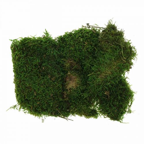 Floristik24 Musgo decorativo para manualidades verde, verde oscuro 100g