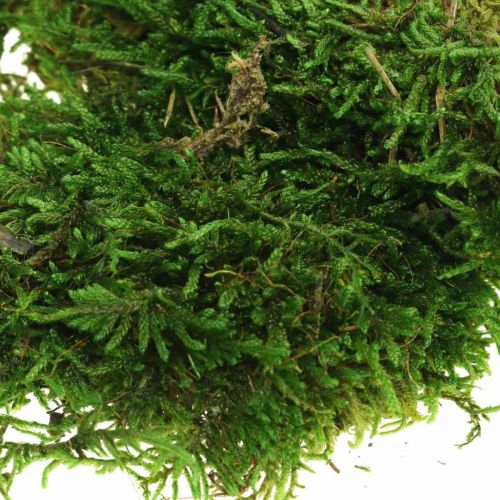 Floristik24 Musgo decorativo para manualidades verde, verde oscuro 100g