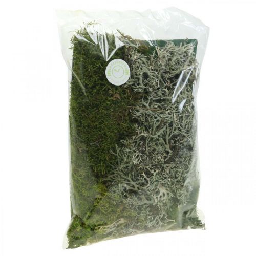 Floristik24 Musgo decorativo para manualidades Mezcla de musgo y liquen verde, gris 100g