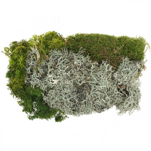 Floristik24 Musgo decorativo para manualidades Mezcla de musgo y liquen verde, gris 100g