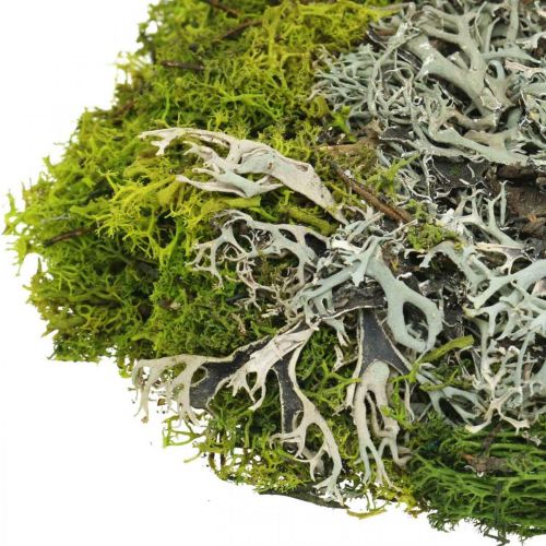 Floristik24 Musgo decorativo para manualidades Mezcla de musgo y liquen verde, gris 100g