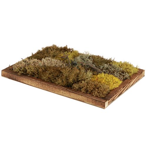Artículo Cuadro de musgo cuadro de musgo real con marco preservado 40×30cm