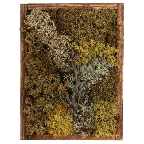 Floristik24 Cuadro de musgo cuadro de musgo real con marco preservado 40×30cm