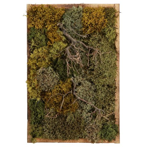 Artículo Cuadro de musgo preservado musgo real y ramas naturales 60×40cm