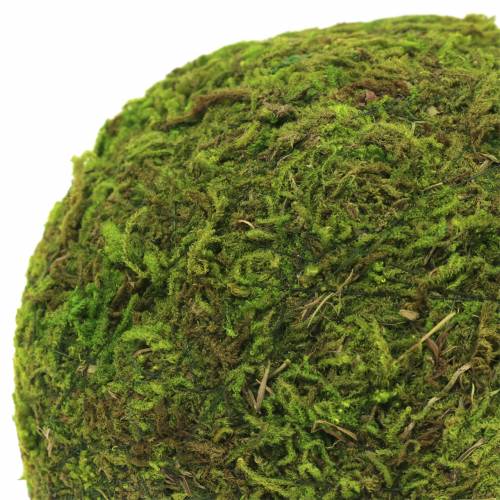 Bola de musgo Ø9cm 6pcs | Floristik24.es