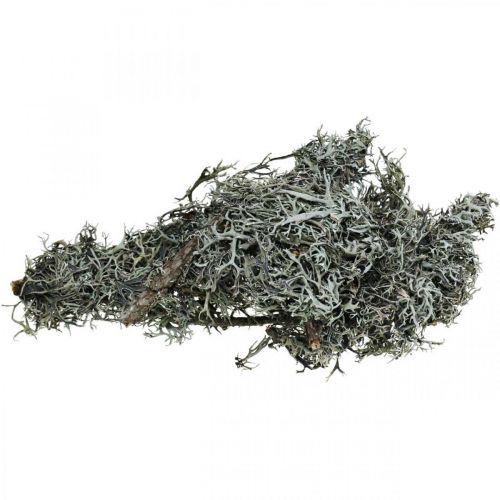 Deco twigs roble musgo musgo deco liquen decoración natural 750g