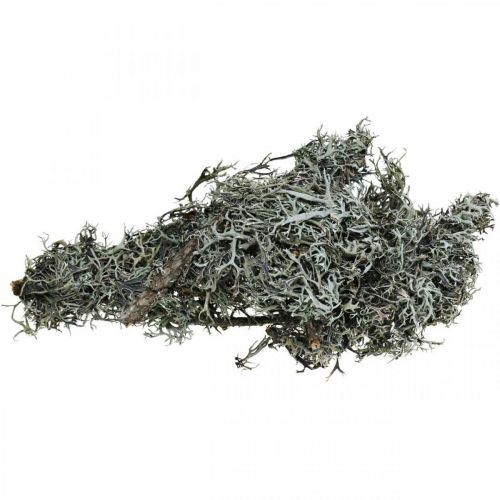 Floristik24 Deco twigs roble musgo musgo deco liquen decoración natural 750g