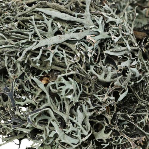 Artículo Deco twigs roble musgo musgo deco liquen decoración natural 750g