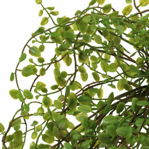 Floristik24 Arbusto Mühlenbeckia Verde 42cm