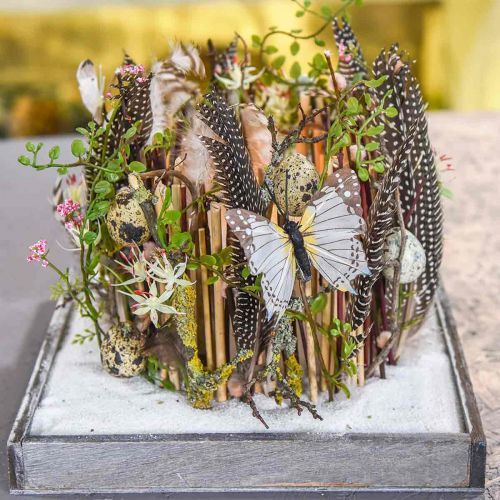 Floristik24 Arbusto Mühlenbeckia Verde 42cm
