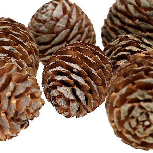 Floristik24 Conos Murii naturales 500g