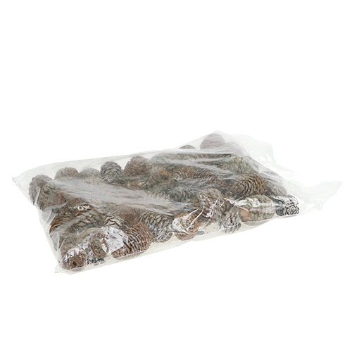 Floristik24 Conos Murii naturales 500g