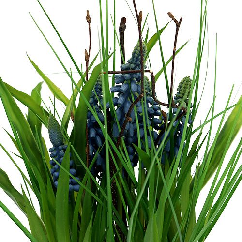 Floristik24 Muscari en maceta azul Al. 30 cm