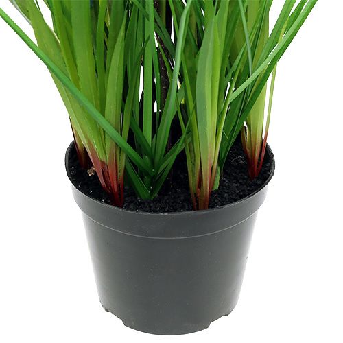 Floristik24 Muscari en maceta azul Al. 30 cm